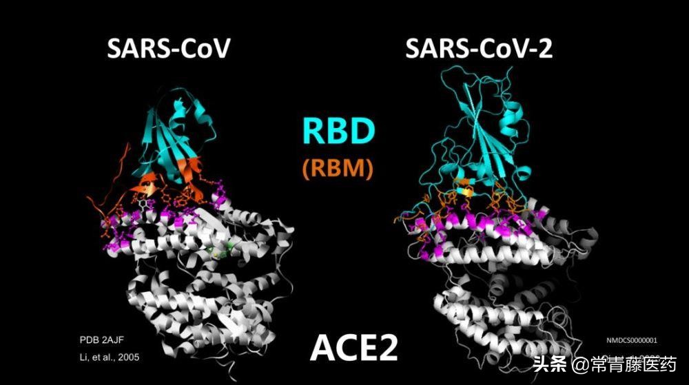 抗新冠药物雾化吸入剂,李文辉教授新冠