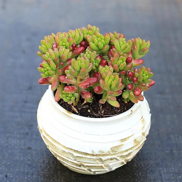 十大最怕淋雨的多肉,多肉淋雨之后掉叶片该怎么救治