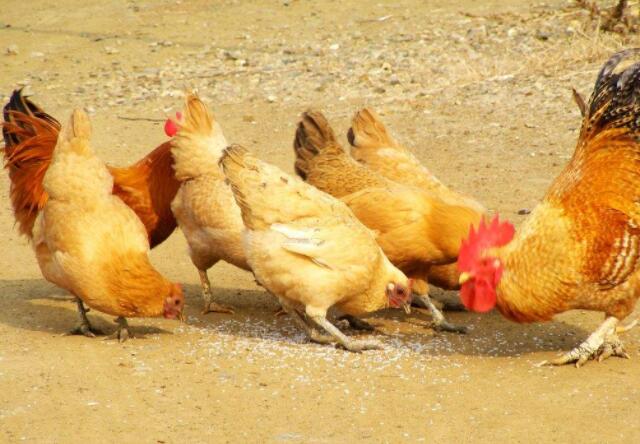 鸡群支原体检测操作步骤