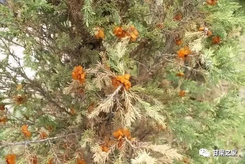 自家果园树移栽合法吗,果园果树混栽