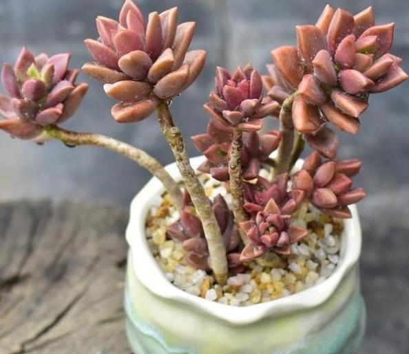 多肉不小心浇在叶片上怎么挽救,不小心给多肉喷了酒精怎么办