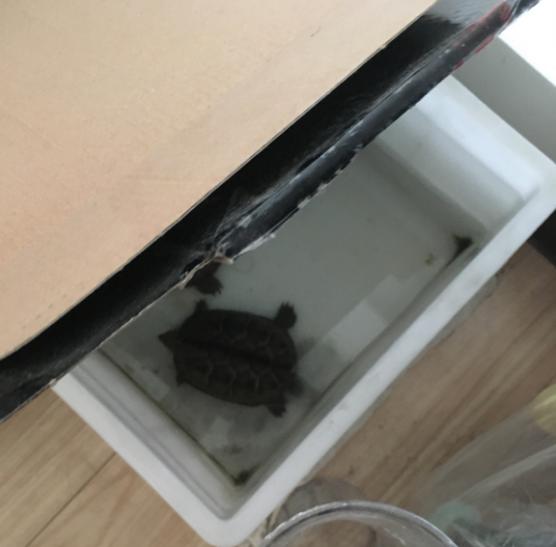 鱼池里的乌龟冬天怎么过冬,冬天乌龟如何过冬