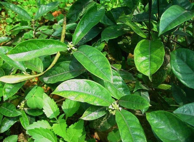 巴戟天生于山谷林下,巴戟天生长在哪些地区