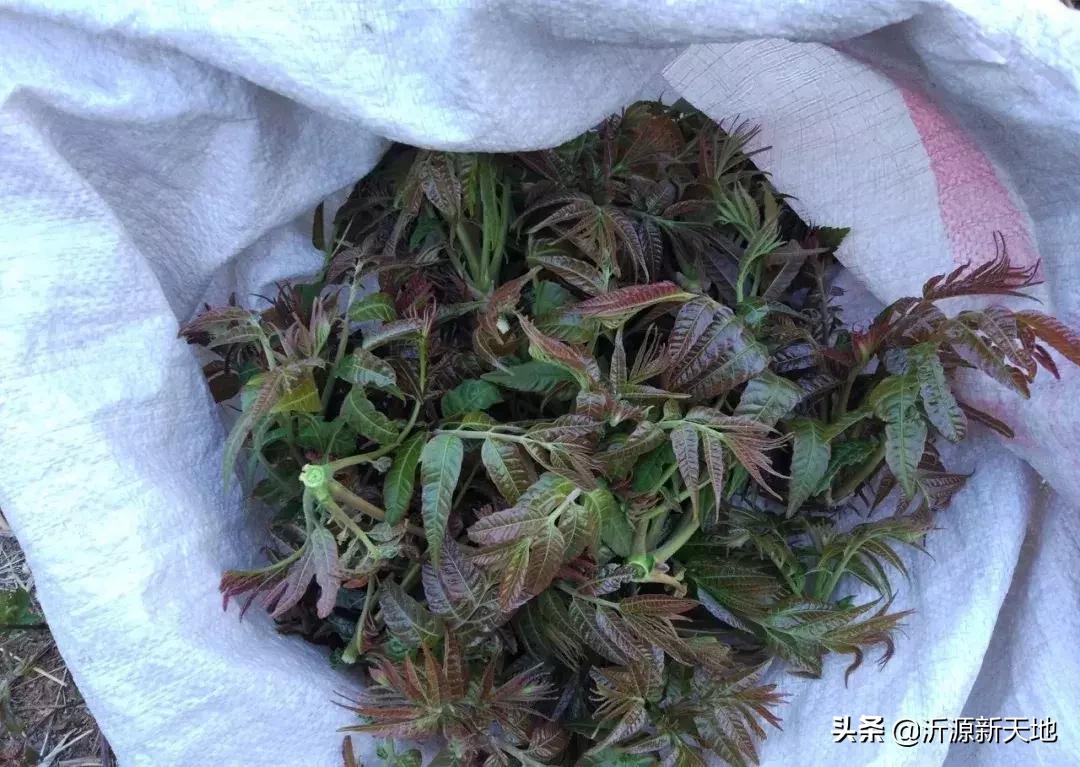 山东沂蒙山头茬香椿,香椿野菜