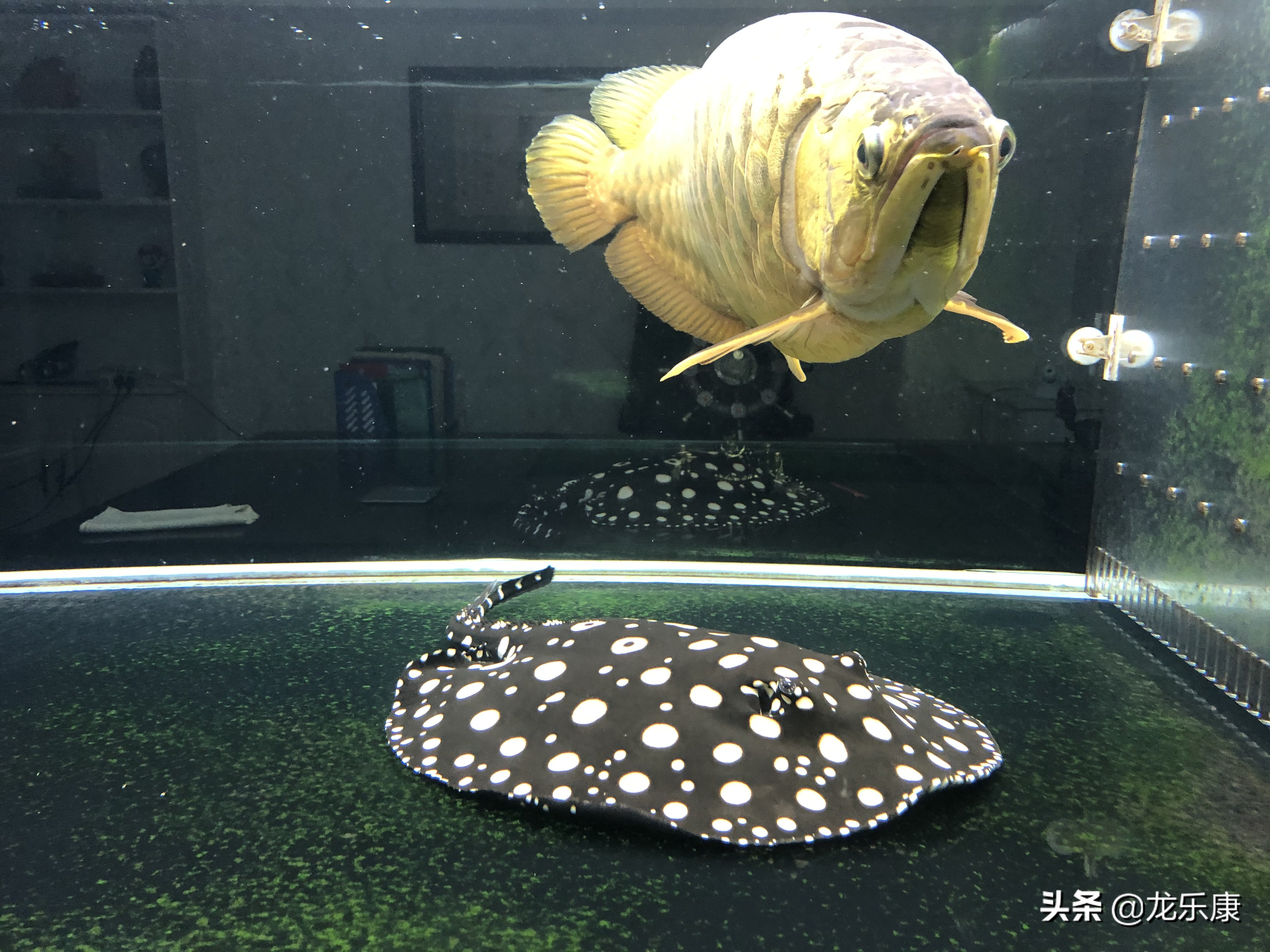 小魟鱼如何治疗,魟鱼病害