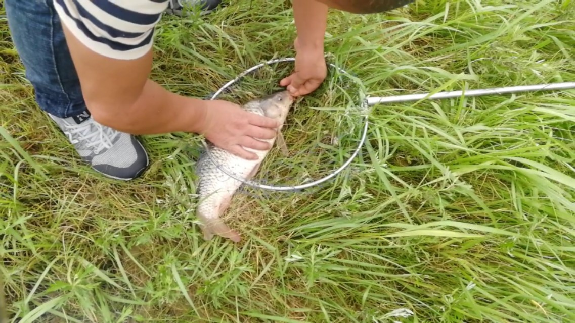 红虫蚯蚓颗粒搓饵拉饵哪种好,野钓用饵的配方