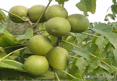 核桃油宝宝辅食专用补什么的,核桃油儿童辅食油