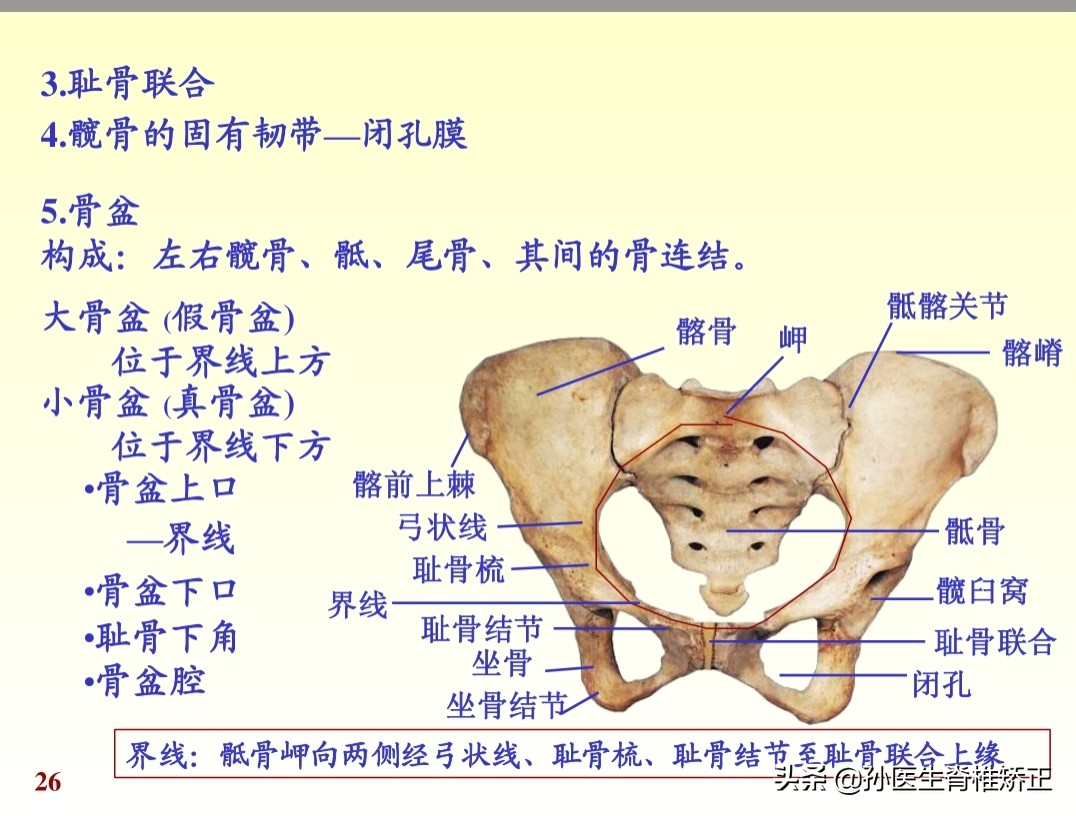 人体解剖学课件ppt,人体解剖学关节学