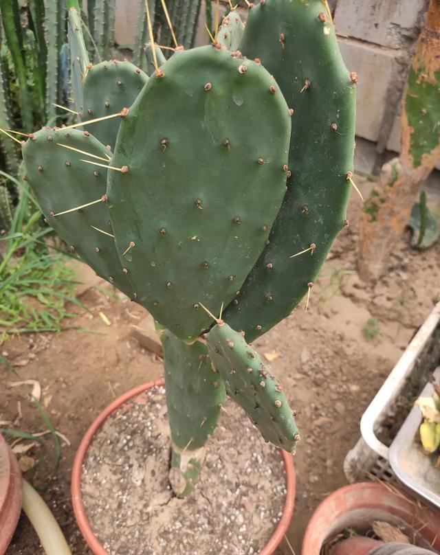 仙人掌养得干瘪瘦弱?小花匠用这方法,个个掌片半米长,宽大肥厚