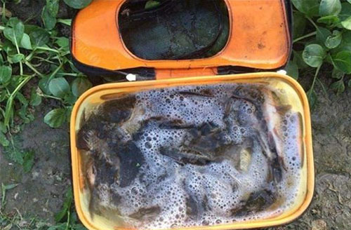 条条都是经典,黑坑钓鲤鱼小黄面饵料味型配方