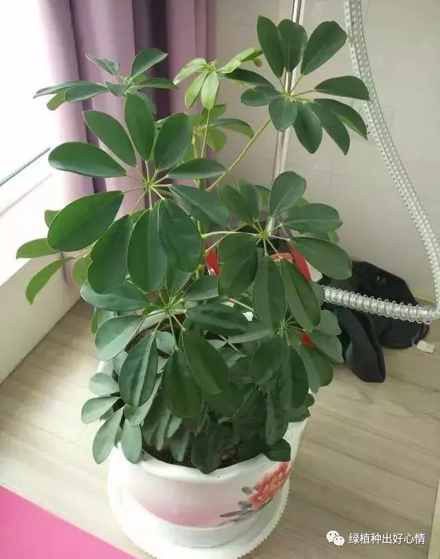 净化空气吸甲醛最好的花排名,什么花净化甲醛效果好