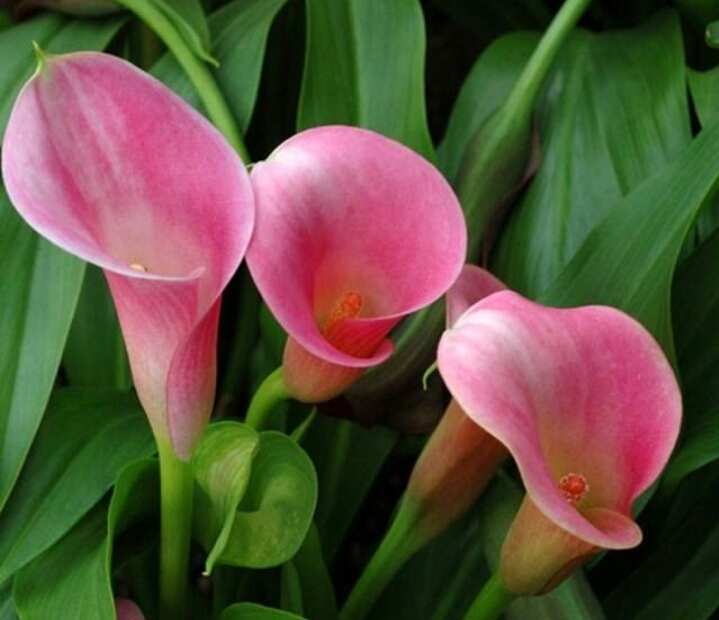 彩色马蹄莲怎么养爱开花图片,彩色马蹄莲夏季的养殖方法