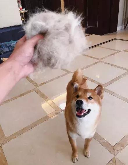 柴犬招财和可爱的小公主,柴犬萌萌