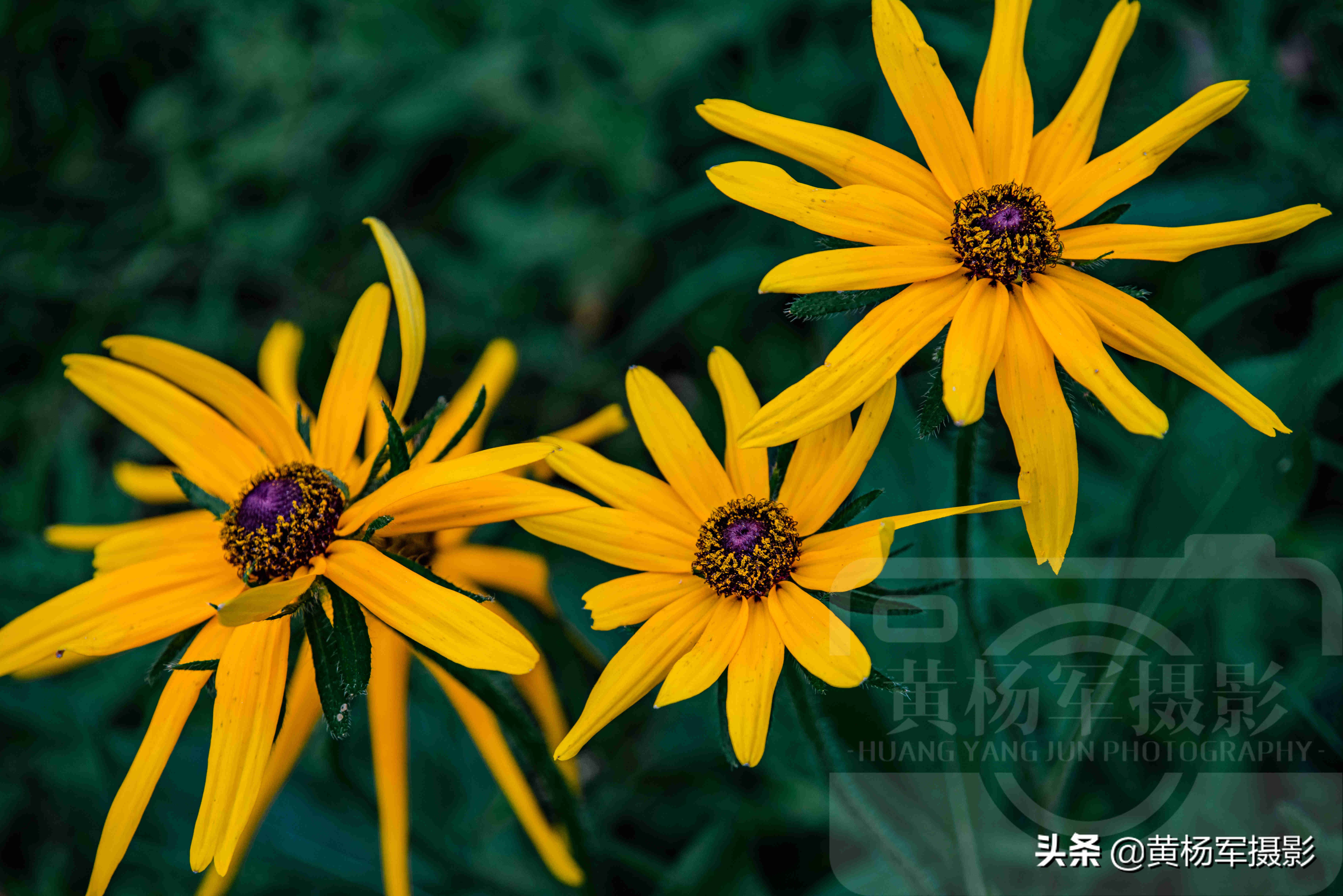 黑心金光菊雌雄同株还是雌雄异株,小向日葵和黑心金光菊有什么不同