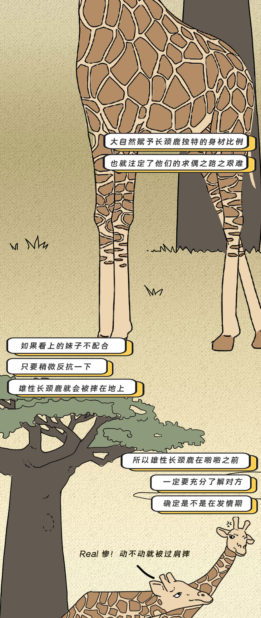 那些羞羞的事:动物是如何啪啪啪的?