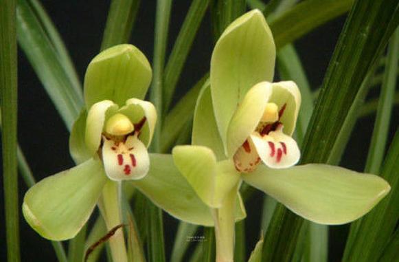 精品玉兰的品种及图片,国兰花朵不艳丽但香气清雅