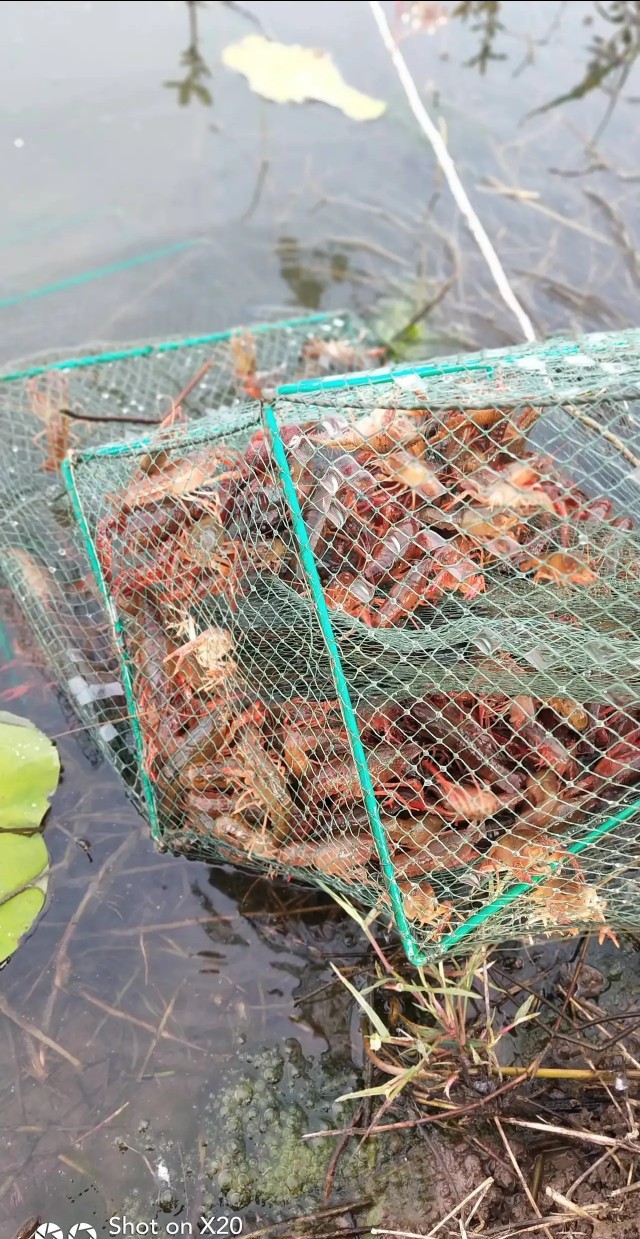 小龙虾洞一般几只龙虾,小龙虾辟谣