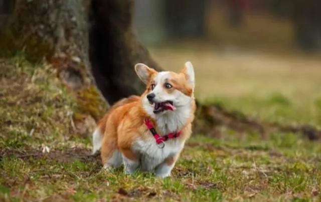 初次养狗怎样养好柯基犬,盘点柯基犬的缺点养之前得先知道