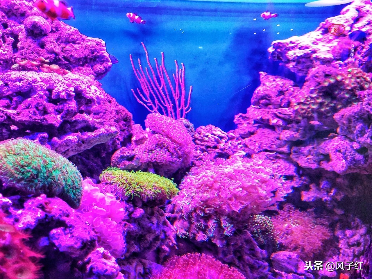 上海新地标丨海昌海洋公园一日游园玩法攻略