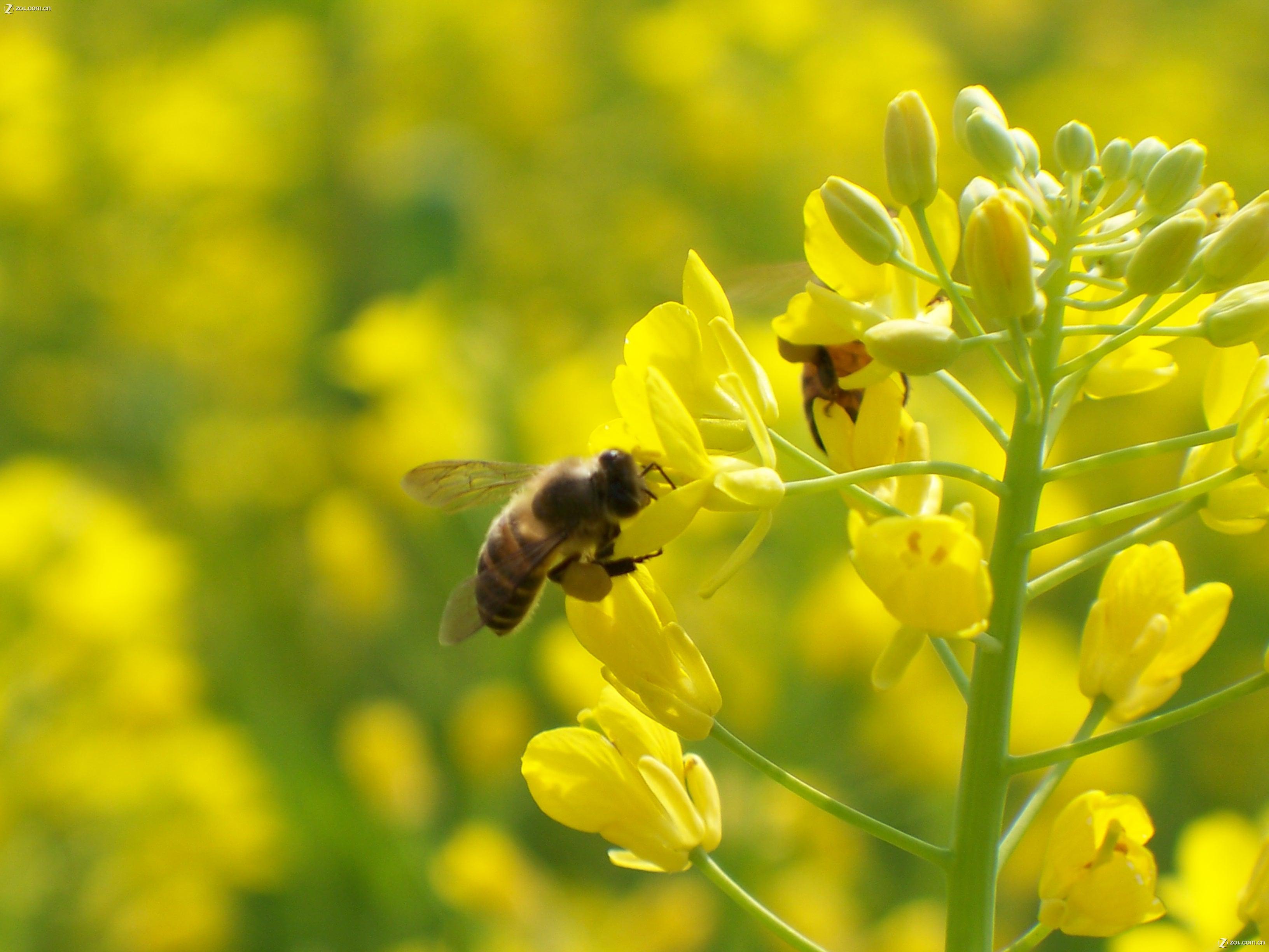 真正的野生石蜂蜜,野生蜂蜜采摘现场视频