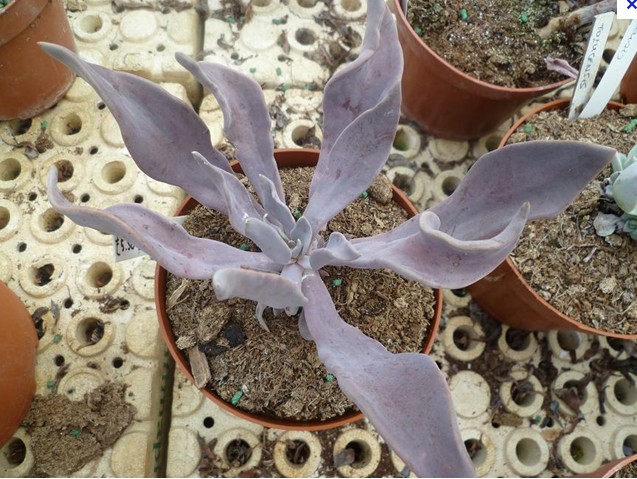 广寒宫都有谁,广寒宫里都有谁