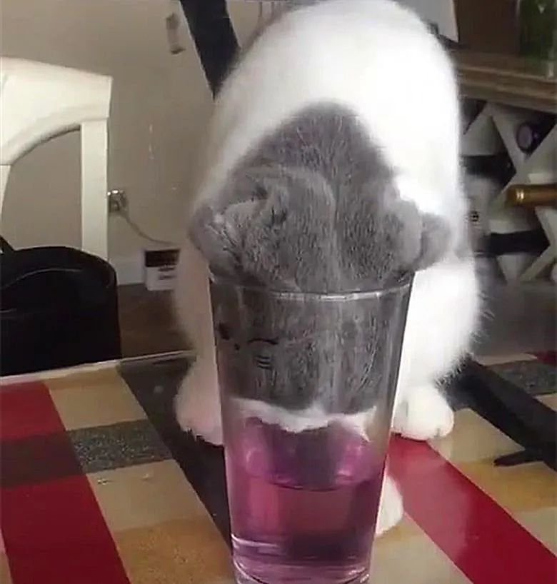 猫咪在电饭煲上拉臭臭，差点把铲屎官气晕在厕所