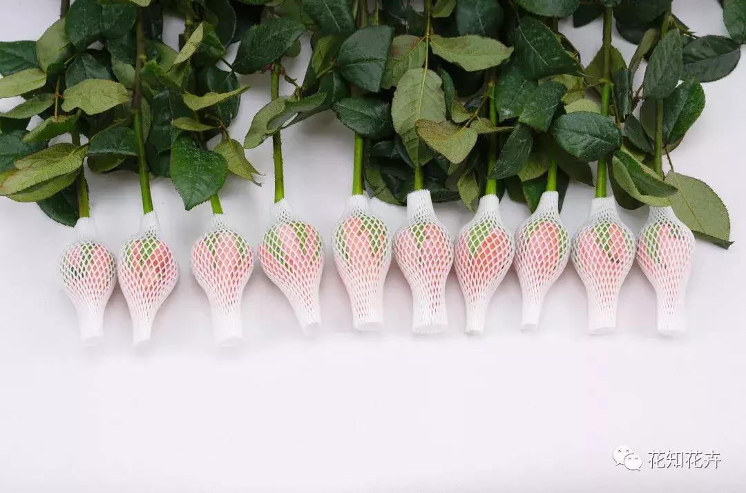 3分钟告诉你“有网玫”和“无网玫”到底意味着什么？