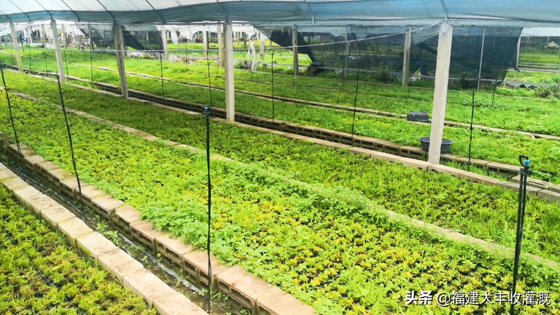 田间灌溉喷灌喷头,滴灌和喷灌微喷头