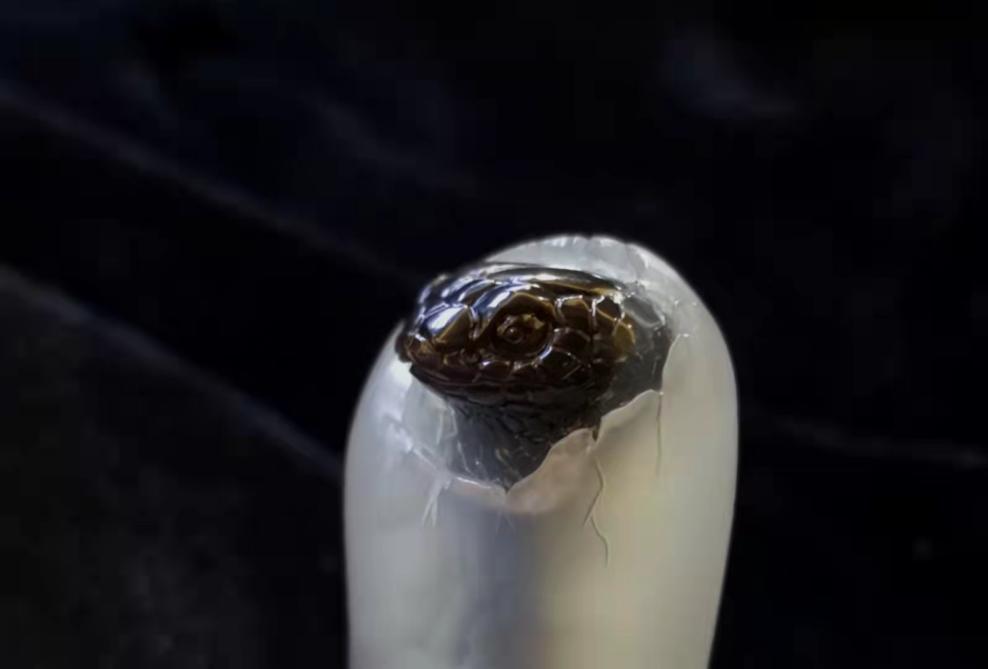 玉雕界中的奥斯卡天工奖翡翠作品,玉雕国际金奖