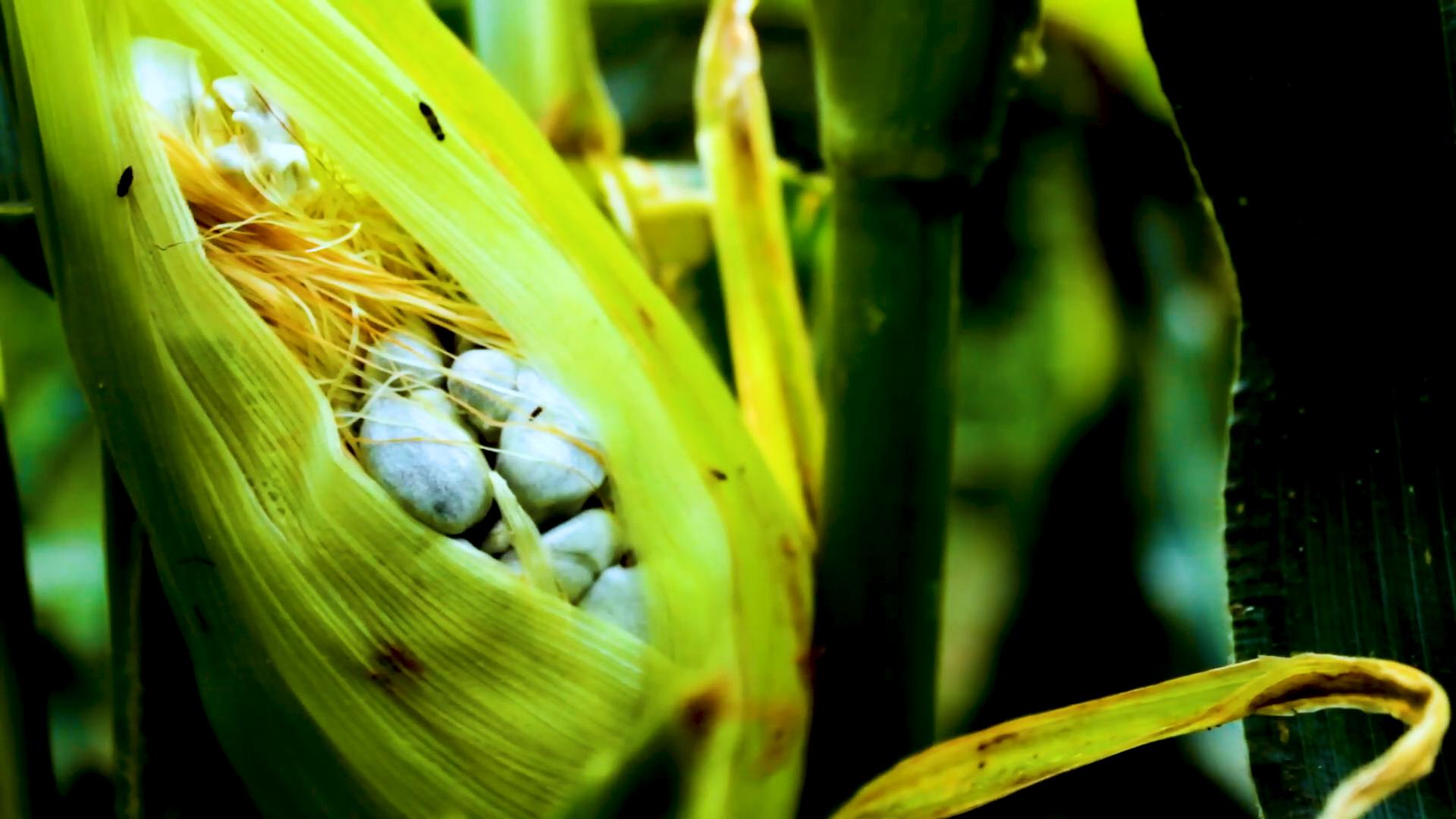 让农民如临大敌，长在玉米上的毒瘤，为何却被墨西哥誉为黑松露？