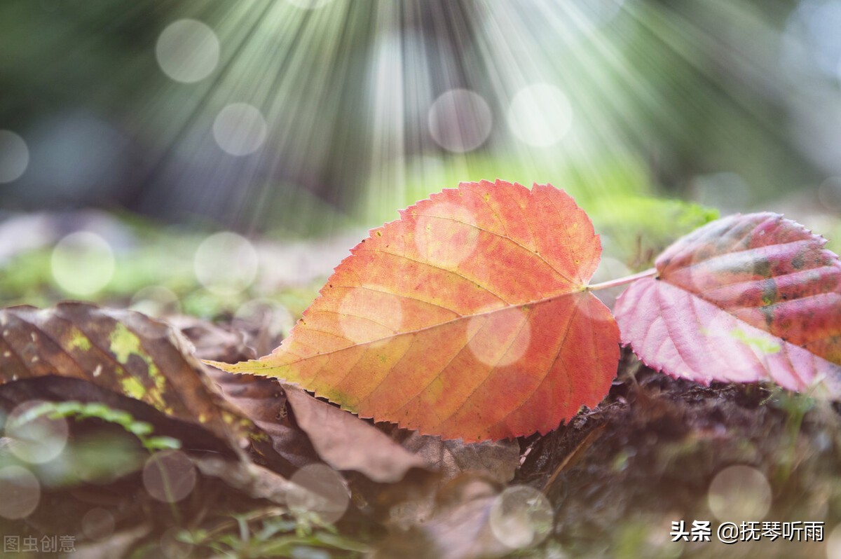 博观而约取厚积而薄发意思及道理,博观而约取厚积而薄发上一句