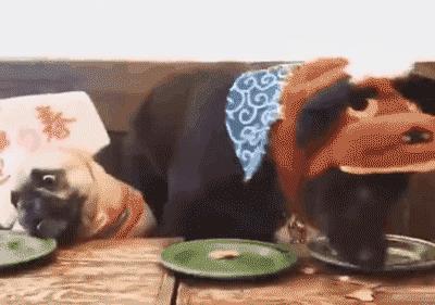 如何让狗狗快速养成不挑食的习惯,家犬吃得多不挑食的狗狗有哪些