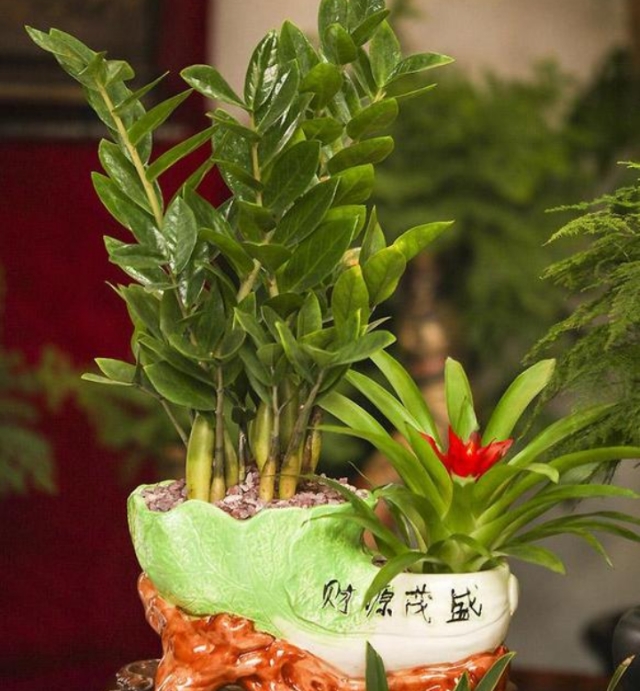 缺铁性黄叶用螯合铁还是硫酸亚铁,金钱树黄叶用什么药喷