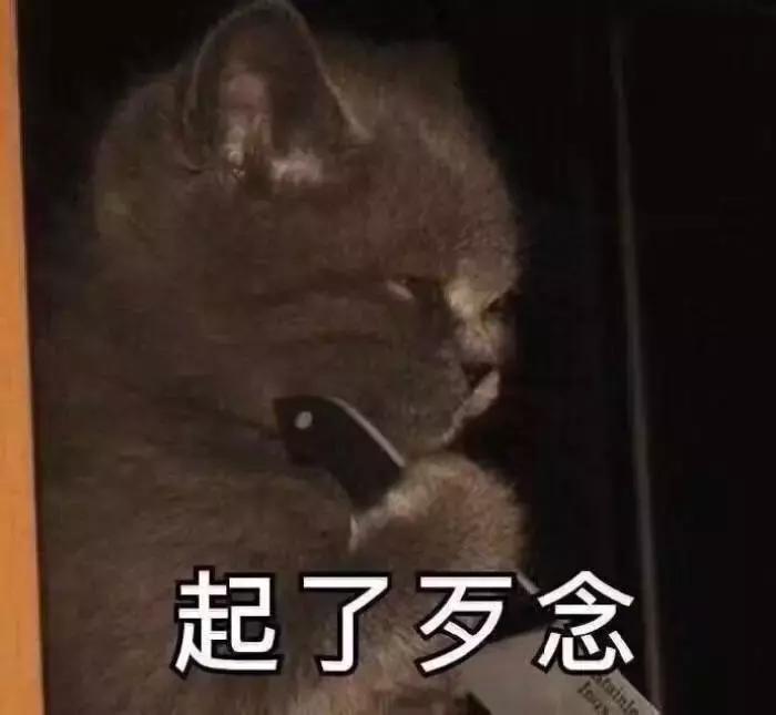 养了5年的猫居然让我丢掉,我养了七只猫