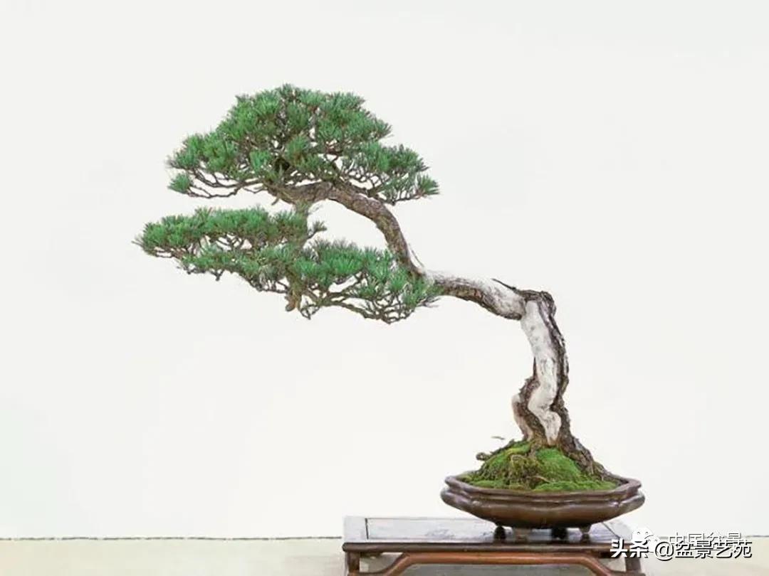 老树桩的造形特征有哪些,论述树桩盆景主要流派的艺术特点