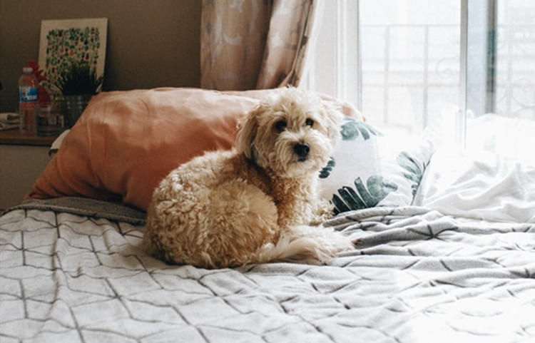 给狗狗洗澡的沐浴露有哪些,给狗狗用的沐浴露味道很臭