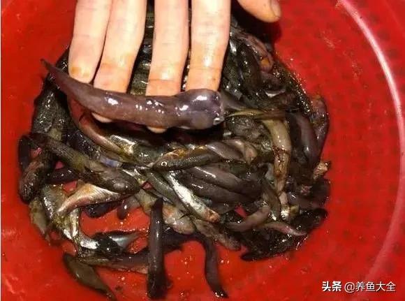 这“肉疙瘩”是竟然鱼？无鳞像虫还有毒，网友：几百元一斤