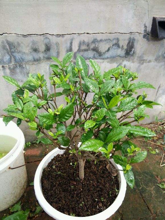 栀子花掉光叶子,栀子花叶子掉光枝子能剪吗