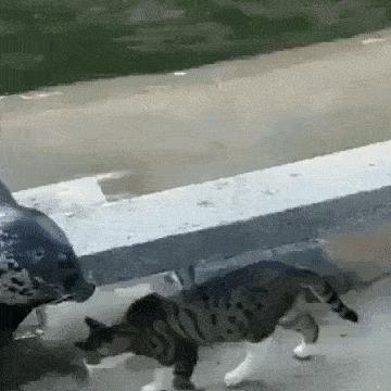 猫咪爱咬人怎么办教你一招,怎么纠正猫咬人的坏习惯