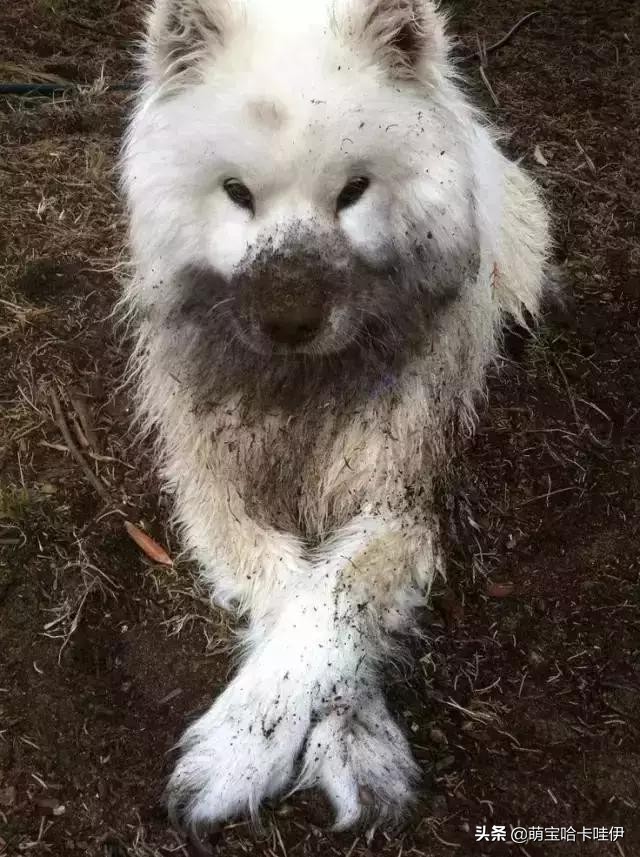 养了一只小萨摩耶,养一只萨摩耶是什么体验