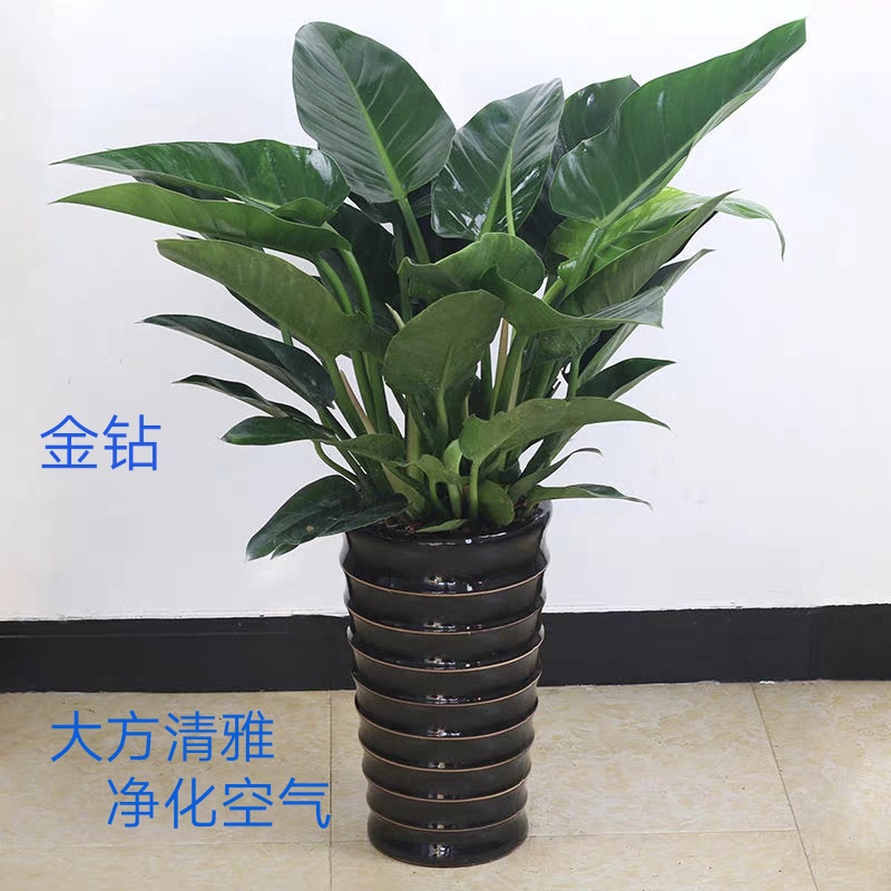 大叶金钻如何养护,金钻的保养方法