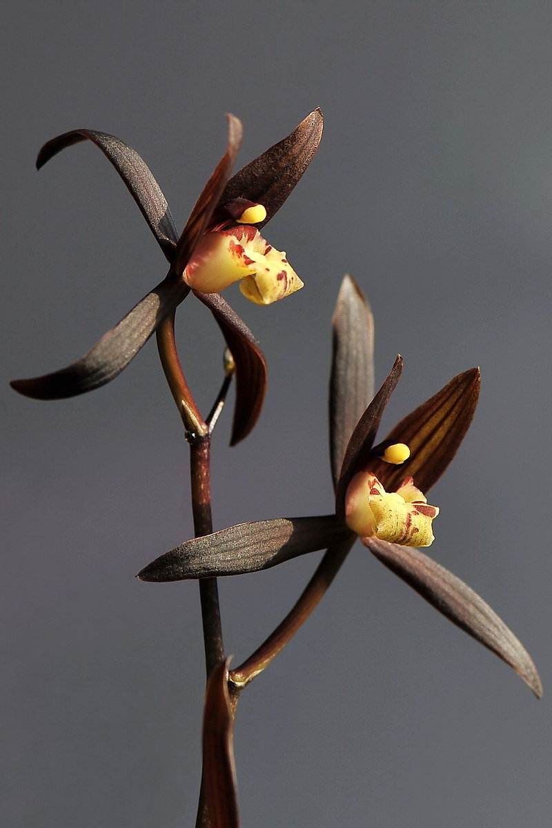 青山玉泉兰花花芽分化时间,冬季兰花花芽分化期能喷水吗