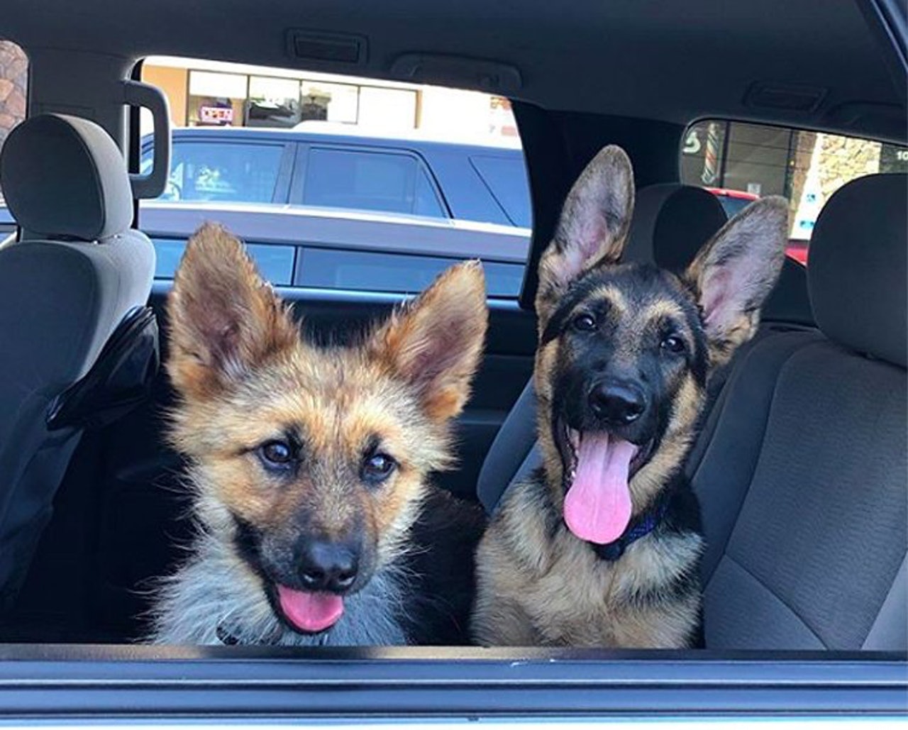 长不大的德国犬种,长得不大的德牧犬