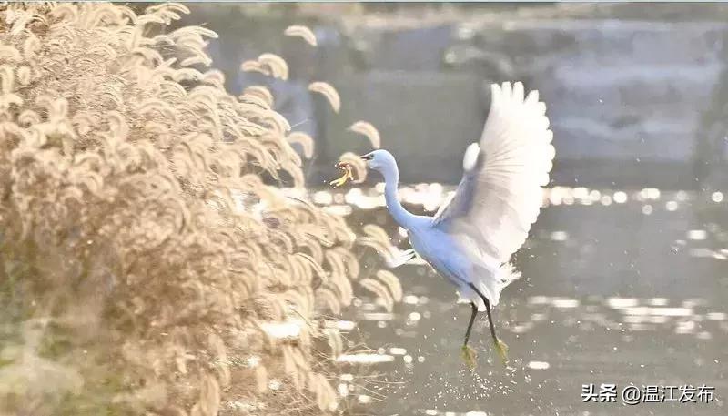 2024温江即将动工的大项目明细,干大事