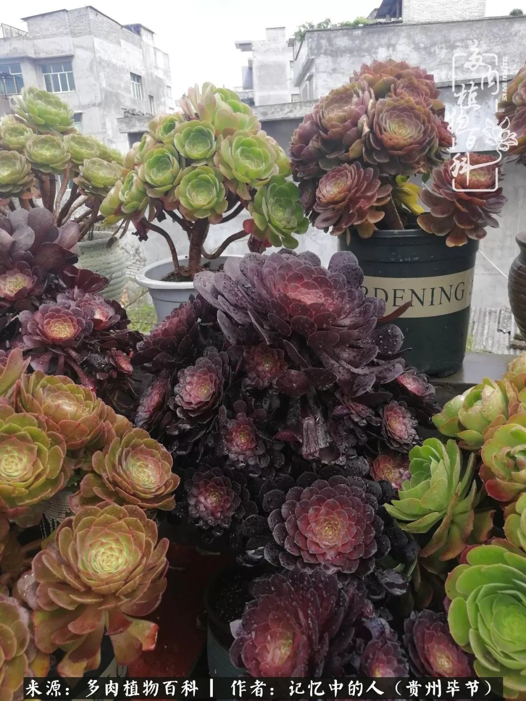 我心中的玫瑰原唱,我心中的玫瑰全部歌曲