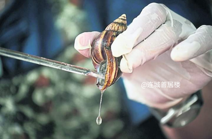 泰国野生蜗牛 (泰国的野生蜗牛)