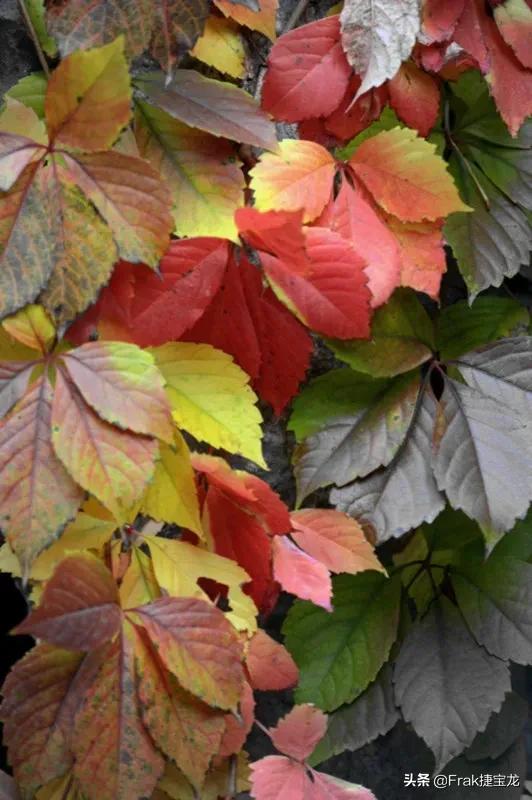 纯情的红叶……爬山虎