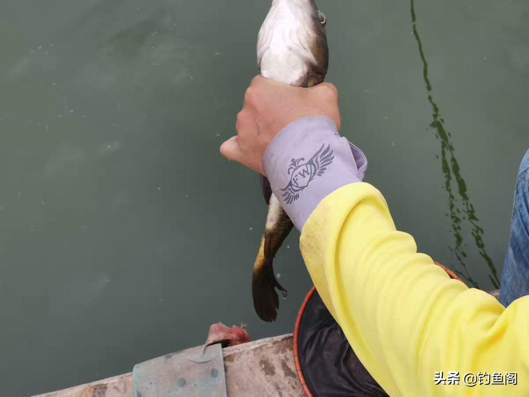 钓鱼小药添加剂一瓶搞定价格表 (钓鱼小药开口剂真的好用吗)