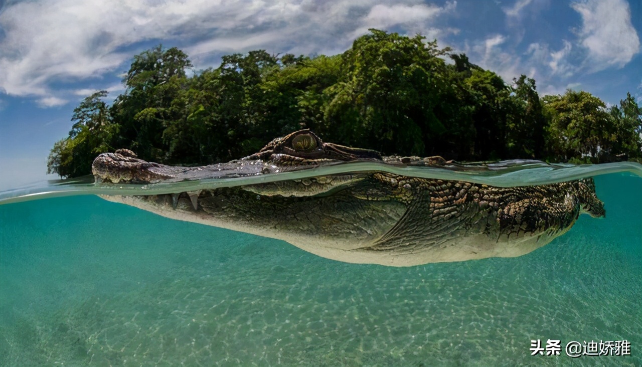 关于鳄鱼的科普知识,关于鳄鱼的科普知识点