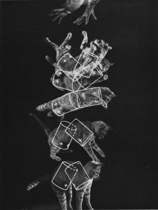 猫为什么在空中可以调整身体,猫为什么可以在空中自由翻转